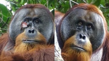 El orangután Rakus, el primero al que han visto curarse una herida con una planta medicinal