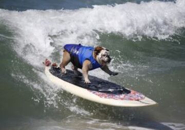 El perro surfista en California.