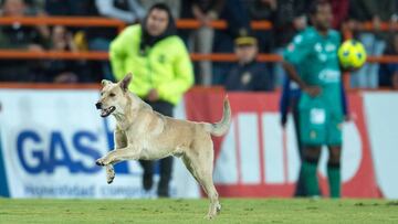 En partido de la jornada 2 del Clausura 2017 un canino se hizo presente en el Estadio Hidalgo en el Pachuca vs Chiapas al minuto 66. El perro se metió a la cancha y tuvo que ser sacado con una correa, sin embargo 20 minutos después un gato volvió a ocasionar que el partido se detuviera ya que estaba en un tiro de esquina. Finalmente, fiel al estilo del Pachuca en sus redes sociales se lo tomaron con gracia y le tomaron una foto al perro en el vestidor de los Tuzos.