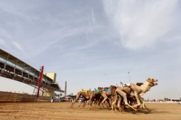 Se celebró en Dubai la Al Marmoom Heritage Festival, un acontecimiento que promueve el deporte tradicional de la carrera de camellos en la región. Los participantes lo hacen a través de un jinete robótico con control remoto. 