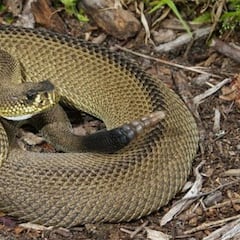 Una serpiente cascabel muerde a un hombre de 30 años