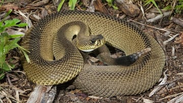 Una serpiente cascabel muerde a un hombre de 30 a?os