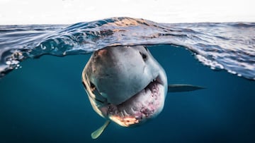 Researchers confirmed the presence of a great white shark in Spanish waters. The shark measured more than 6.5 feet in length and weighed almost 200 pounds.