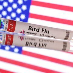 Is there a bird flu vaccine for humans?
