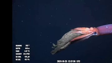 Los científicos graban algo enorme bajo el agua: se puso en riesgo para proteger lo que llevaba