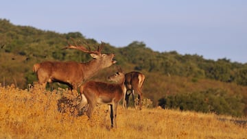 ?C¨®mo se llama la pel¨ªcula? La berrea