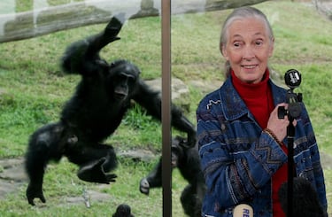 Un chimpancé salta sobre una pantalla de cristal mientras la primatóloga Dra. Jane Goodall ofrece una conferencia de prensa en el Zoológico Taronga el 14 de julio de 2006 en Sídney, Australia.