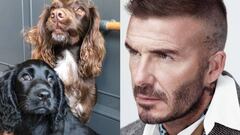 David Beckham cubre a su perro con una manta de m&aacute;s de 5.000 euros.