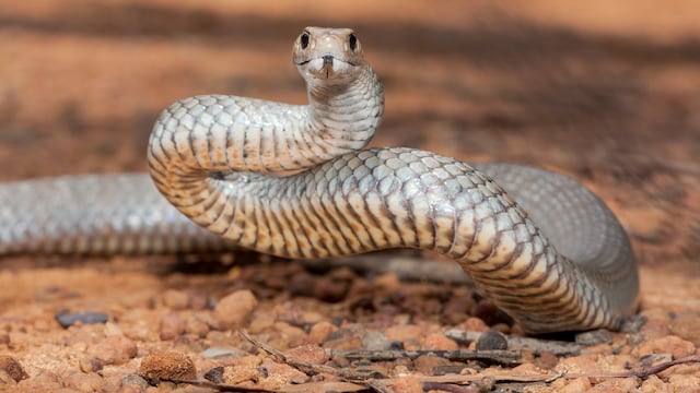 These shady groves are turning into unlikely snake magnets, offering the perfect mix of shelter, and prey, creating a summer surge in slithering visitors.