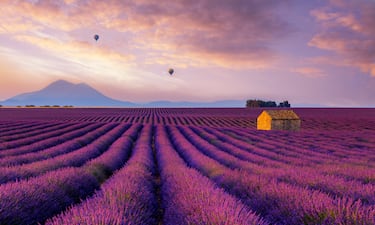 Los 10 campos de flores m¨¢s espectaculares del mundo