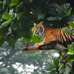 Why are tigers orange? Experts explain the evolutionary reason