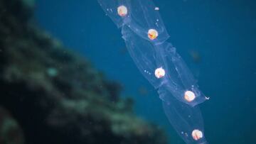 Salpas: las falsas medusas que llegan a las costas españolas