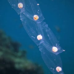 Las gelatinosas 'Salpa Fusiformis' invaden las costas de Málaga y Granada
