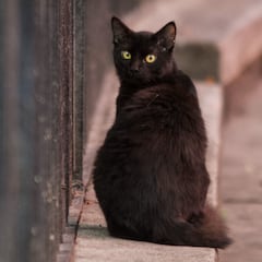 Zancadilla sin contemplaciones al gran mito sobre los gatos negros
