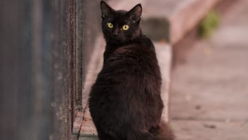 CIUDAD DE MÉXICO, 23JULIO2017.- Dice la superstición popular que es de mala suerte encontrarse un gato negro en el camino, sin embargo, observar la profundidad de su mirada felina durante una caminata dominical es todo lo contrario. La imagen es de un predio donde habitan decenas de gatos en la Santa María la Ribera.
FOTO: MOISÉS PABLO /CUARTOSCURO.COM