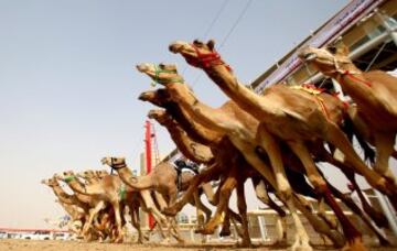 Carrera de camellos en el Al Marmoom Heritage Festival.