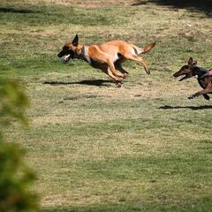 Maltrato animal en Chile: estas son las multas y penas más graves que establece hoy la ley