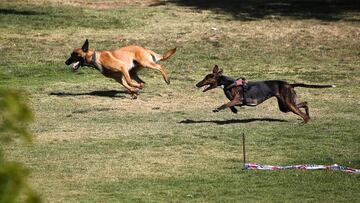 Maltrato animal en Chile: estas son las multas y penas más graves que establece hoy la ley