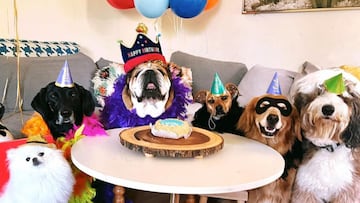 La gran fiesta de cumpleaños que Hamilton ha montado a su perro: una tarta y sus amigos del parque