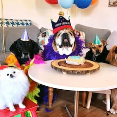La gran fiesta de cumpleaños que Hamilton ha montado a su perro: una tarta y sus amigos del parque