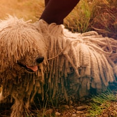 The story of ‘Vazak’, the dog that was on the Oscar nominees list
