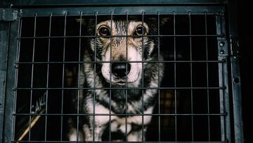 El robo de perros en Reino Unido sube un 250% en la pandemia