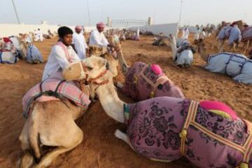 Se celebr車 en Dubai la Al Marmoom Heritage Festival, un acontecimiento que promueve el deporte tradicional de la carrera de camellos en la regi車n. Los participantes lo hacen a trav谷s de un jinete rob車tico con control remoto.