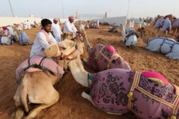 Se celebró en Dubai la Al Marmoom Heritage Festival, un acontecimiento que promueve el deporte tradicional de la carrera de camellos en la región. Los participantes lo hacen a través de un jinete robótico con control remoto. 