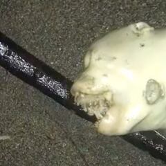 Una surfista se encuentra en la playa con una misteriosa criatura