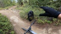 Cara a cara entre un ciclista y un oso en POV