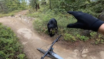 Oso negro contra ciclista en POV desde la MTB