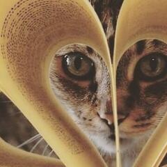 Día Internacional del Gato: Los mejores libros de gatos