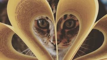 Los mejores libros de gatos