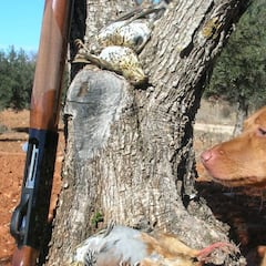 Nuestros fieles compañeros de caza