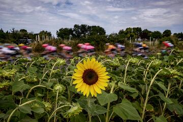 El Tour de Francia femenino, en su sexta etapa de un total de ocho tuvo un recorrido de 122 kilómetros, entre las localidades de Albi y Blagnac, con cuatro puertos de cuarta categoría y numerosos campos de girasoles.
Como el que aparece en la imagen, donde destaca la policromía del pelotón sobre un fondo verde y amarillo