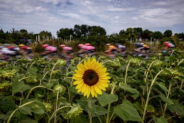 El Tour de Francia femenino, en su sexta etapa de un total de ocho tuvo un recorrido de 122 kilómetros, entre las localidades de Albi y Blagnac, con cuatro puertos de cuarta categoría y numerosos campos de girasoles.
Como el que aparece en la imagen, donde destaca la policromía del pelotón sobre un fondo verde y amarillo