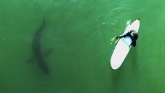 Un tibur&oacute;n blanco inestiga a un surfista -vista a&eacute;rea- que se sienta c&oacute;modamente en el pico, en una playa de California. 
