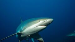 A female silky shark has been monitored by a group of scientists in order to better understand its migratory movements, and the distance it travels.