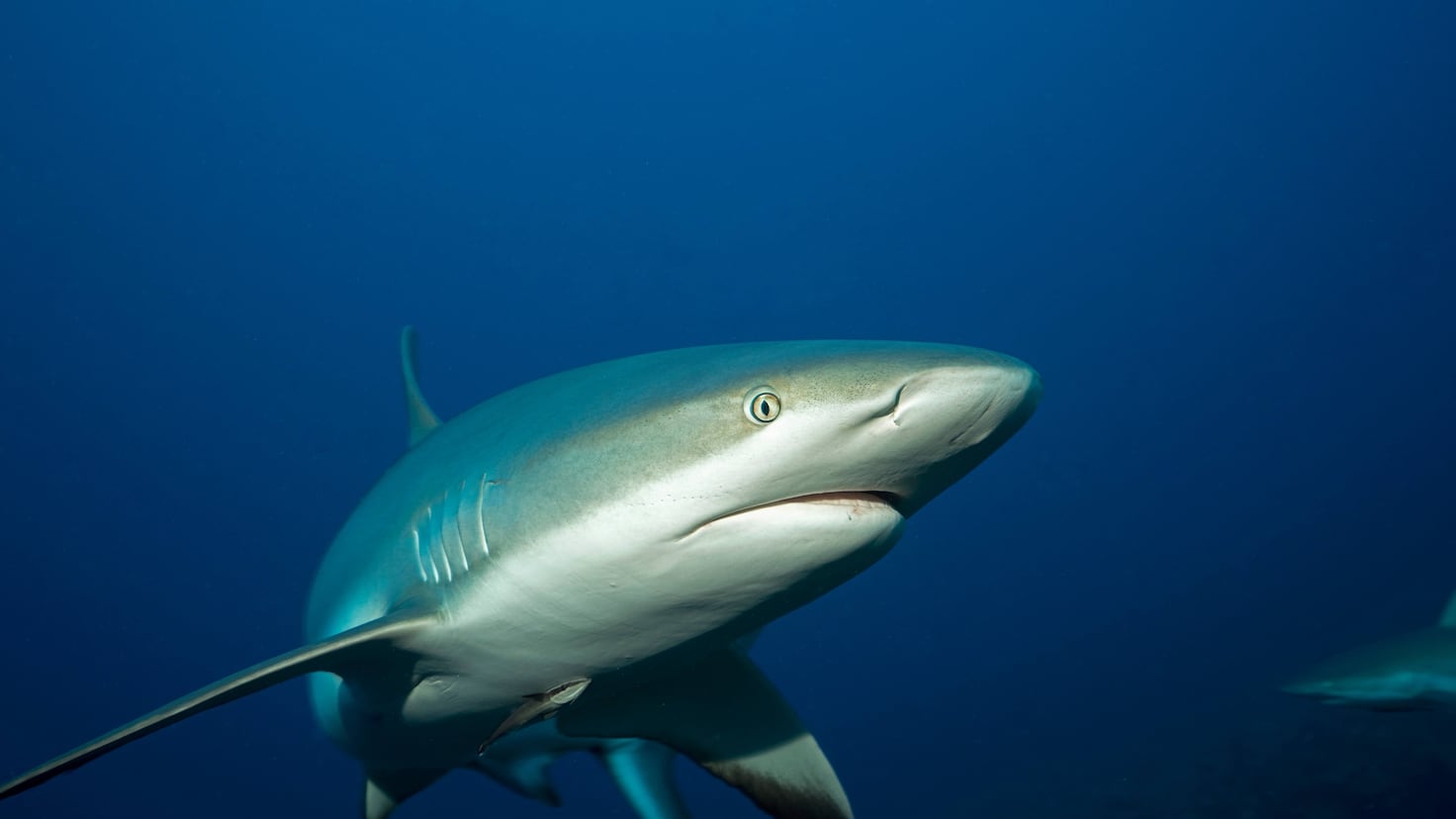 ‘Genie’ shark travels record distance: United States coast-to-coast ...