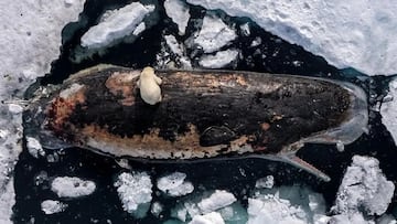 Una impactante escena ártica muestra a una osa polar alimentándose del cadáver de un cachalote gigante.