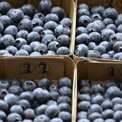 The superfood accessible to everyone: what are its properties?