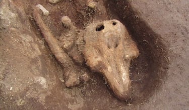 Descubren fósil de marsopa extinta hace más de 12 millones de años en perfectas condiciones 