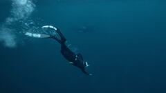 Study reveals the two animals that have reached the point of no return: they will never be able to set foot on land again