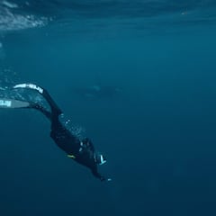 Study reveals the two animals that have reached the point of no return: they will never be able to set foot on land again