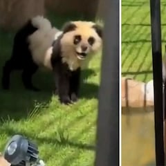 Denuncian un zoo en China por hacer pasar por osos panda a dos perros