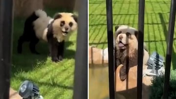 Denuncian un zoo en China por hacer pasar por osos panda a dos perros