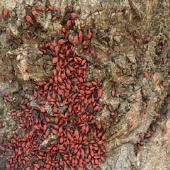 Chinche del Arce: especialistas de la Universidad de Chile explican qué hacer en caso de picaduras y reacciones alérgicas