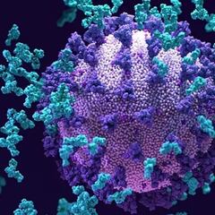 S2H97, el 'superanticuerpo' capaz de bloquear las variantes del SARS-CoV-2 y otros coronavirus