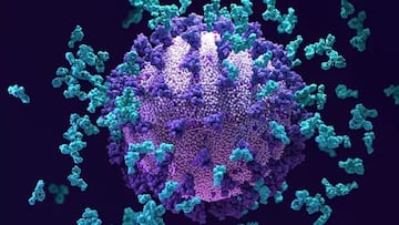 S2H97, el 'superanticuerpo' capaz de bloquear las variantes del SARS-CoV-2 y otros coronavirus