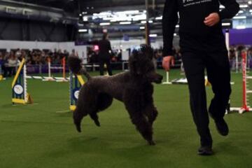 Westminster Kennel Club Masters Campeonato de Agility